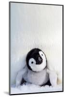 Penguin Chick-null-Mounted Art Print