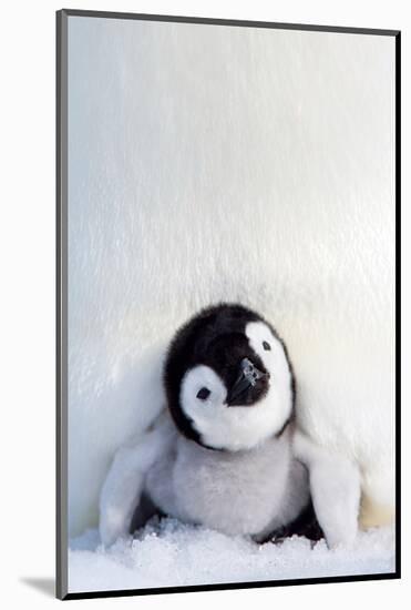 Penguin Chick-null-Mounted Art Print