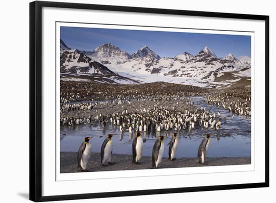 Penguin Colony-Donald Paulson-Framed Giclee Print