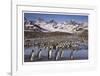 Penguin Colony-Donald Paulson-Framed Giclee Print