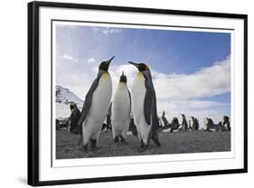 Penguin Conference-Donald Paulson-Framed Giclee Print