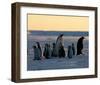 Penguin Families-null-Framed Art Print