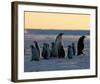 Penguin Families-null-Framed Art Print