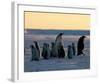 Penguin Families-null-Framed Art Print