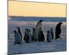 Penguin Families-null-Mounted Art Print