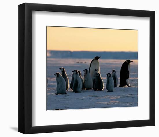 Penguin Families-null-Framed Art Print