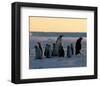 Penguin Families-null-Framed Art Print