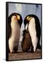 Penguin Family-null-Framed Poster