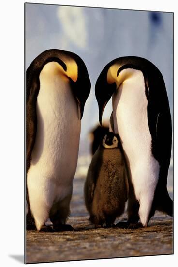 Penguin Family-null-Mounted Poster