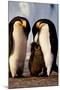 Penguin Family-null-Mounted Poster