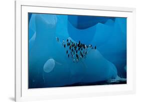 Penguin Group On A Glacier-null-Framed Premium Giclee Print