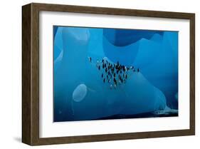 Penguin Group On A Glacier-null-Framed Art Print