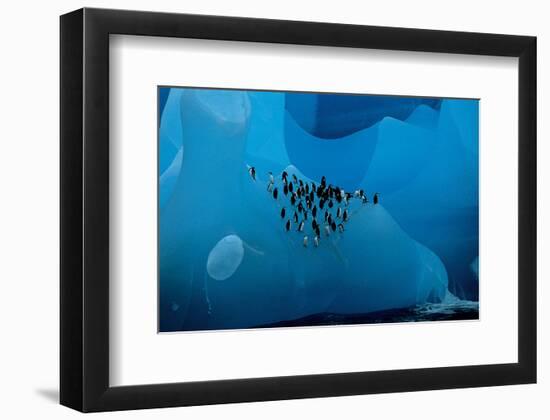 Penguin Group On A Glacier-null-Framed Art Print