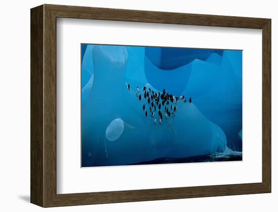 Penguin Group On A Glacier-null-Framed Art Print