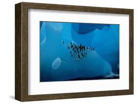 Penguin Group On A Glacier-null-Framed Art Print