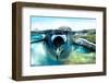 Penguin is under Water Looking at Camera-Aleksandar Todorovic-Framed Photographic Print