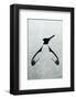 Penguin - Jethro Wilson Contemporary Wildlife Print-Jethro Wilson-Framed Giclee Print