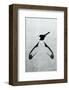 Penguin - Jethro Wilson Contemporary Wildlife Print-Jethro Wilson-Framed Giclee Print