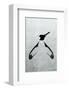 Penguin - Jethro Wilson Contemporary Wildlife Print-Jethro Wilson-Framed Giclee Print