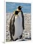 penguin, King, pair-George Theodore-Framed Photographic Print