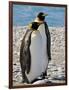 penguin, King, pair-George Theodore-Framed Photographic Print