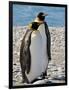 penguin, King, pair-George Theodore-Framed Photographic Print