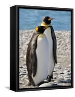 penguin, King, pair-George Theodore-Framed Stretched Canvas