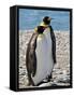 penguin, King, pair-George Theodore-Framed Stretched Canvas