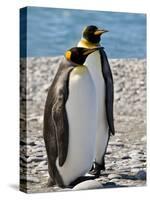 penguin, King, pair-George Theodore-Stretched Canvas