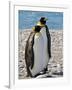 penguin, King, pair-George Theodore-Framed Photographic Print