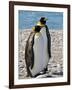 penguin, King, pair-George Theodore-Framed Photographic Print