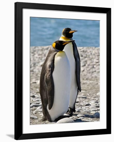 penguin, King, pair-George Theodore-Framed Photographic Print