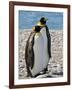 penguin, King, pair-George Theodore-Framed Photographic Print