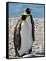 penguin, King, pair-George Theodore-Framed Stretched Canvas