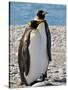 penguin, King, pair-George Theodore-Stretched Canvas