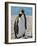 penguin, King, pair-George Theodore-Framed Photographic Print