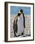 penguin, King, pair-George Theodore-Framed Photographic Print