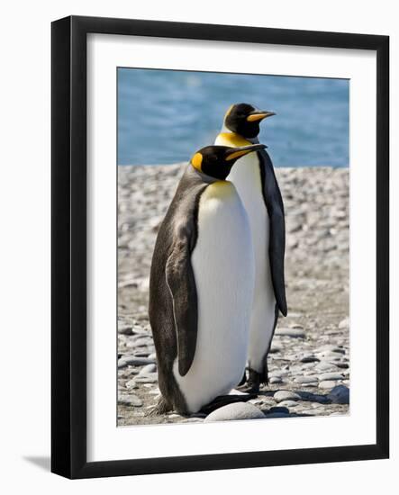 penguin, King, pair-George Theodore-Framed Photographic Print