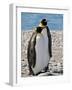 penguin, King, pair-George Theodore-Framed Photographic Print