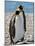 penguin, King, pair-George Theodore-Mounted Photographic Print