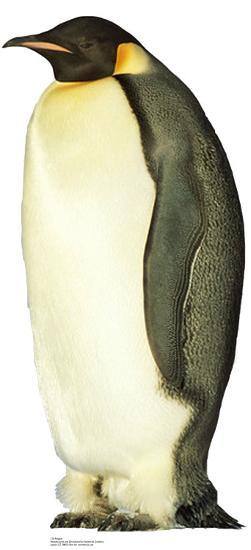 Cardboard Cutouts, , large