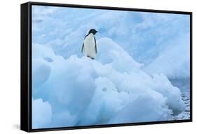 Penguin on Iceberg-Nosnibor137-Framed Stretched Canvas