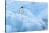 Penguin on Iceberg-Nosnibor137-Stretched Canvas