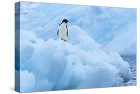 Penguin on Iceberg-Nosnibor137-Stretched Canvas