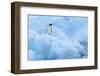 Penguin on Iceberg-Nosnibor137-Framed Photographic Print