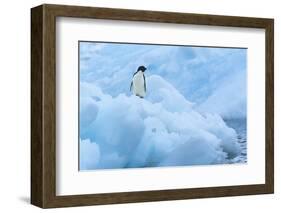 Penguin on Iceberg-Nosnibor137-Framed Photographic Print