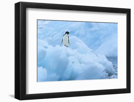 Penguin on Iceberg-Nosnibor137-Framed Photographic Print