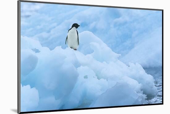 Penguin on Iceberg-Nosnibor137-Mounted Photographic Print