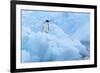 Penguin on Iceberg-Nosnibor137-Framed Photographic Print