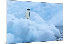 Penguin on Iceberg-Nosnibor137-Mounted Photographic Print